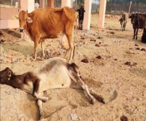 गोशाला में काला पानी से हो रही गायों की मौत: