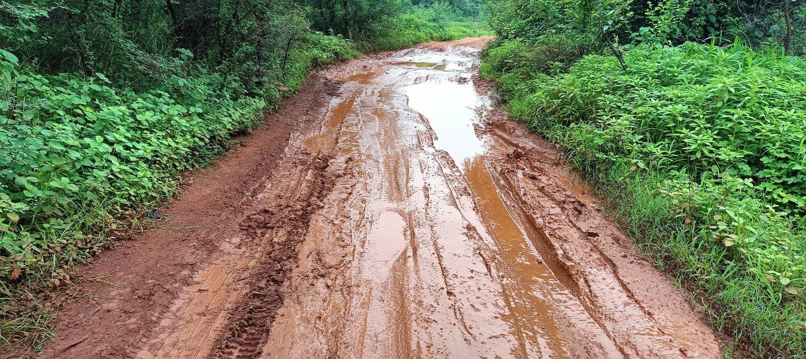 gariaband मोहतरा गांव की गलियां दलदल में तब्दील